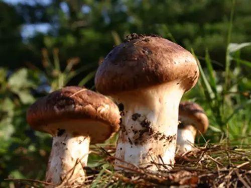 高原臻品----松茸