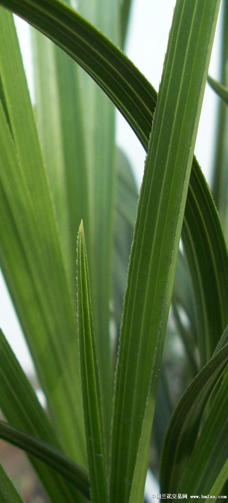 点击图片在新窗口浏览原图