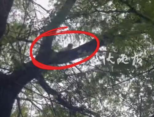 雇升降车救被困大树猫咪女子发声：目前猫咪已被好心人领养