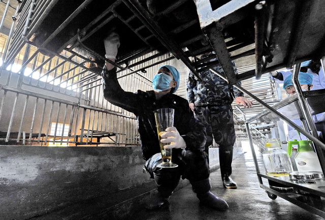 活熊取胆现场。摄影/章轲