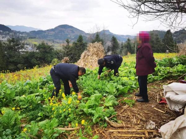 提醒！这种“小菜”种不得，重则判刑！
