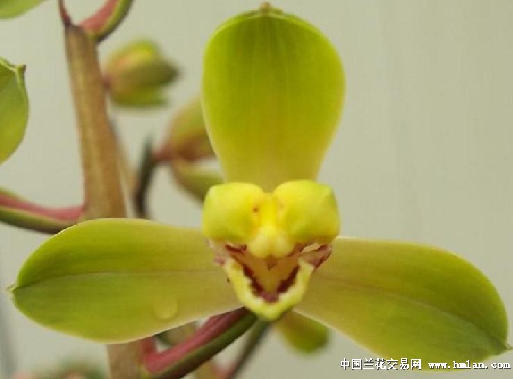 点击图片在新窗口浏览原图