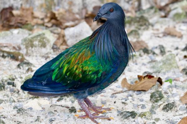 Tipos de palomas -  Paloma de Nicobar