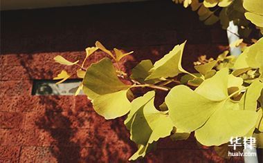 房屋租赁纠纷中承租人的同住人利益保护纠纷的处理