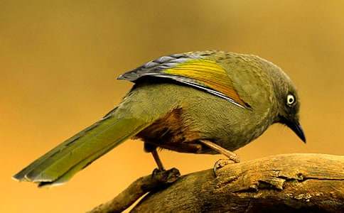 爱护小鸟作文（精选21篇）