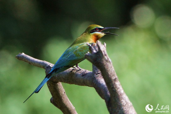 栗喉蜂虎在枯树枝头鸣叫。人民网 陈博摄
