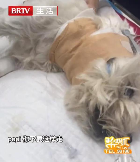 媒体评“爱犬被毒死女子辞职追凶”