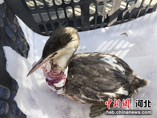 图为被救助的凤头??。刘士彬 摄