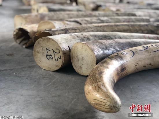 新加坡国家公园局、新加坡关税局和移民与关卡局23日发布的联合文告中指出,执法人员在21日截查一个原定从刚果民主共和国( Democratic Republic of Congo)运往越南的三个集装箱。文字来源:央视新闻