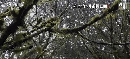 9人擅入哀牢山捕猎被提起公诉