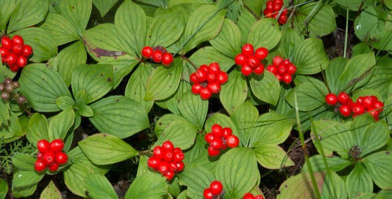 什么叫做植物?它们有哪些分类?