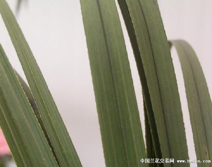 点击图片在新窗口浏览原图