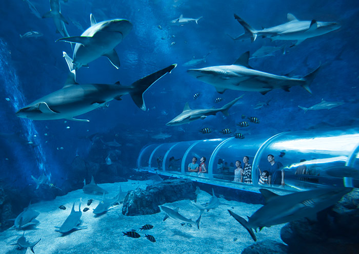 新加坡海洋生态馆 - 鲨鱼游弋
