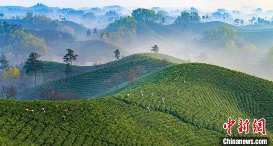 图为信阳市?负忧?枭椒绻狻＠钕Ｈ 摄