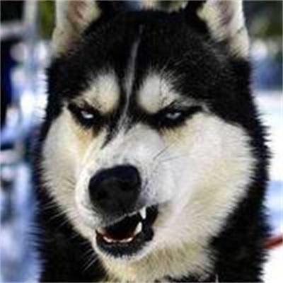 滑稽图片搞笑图片大全