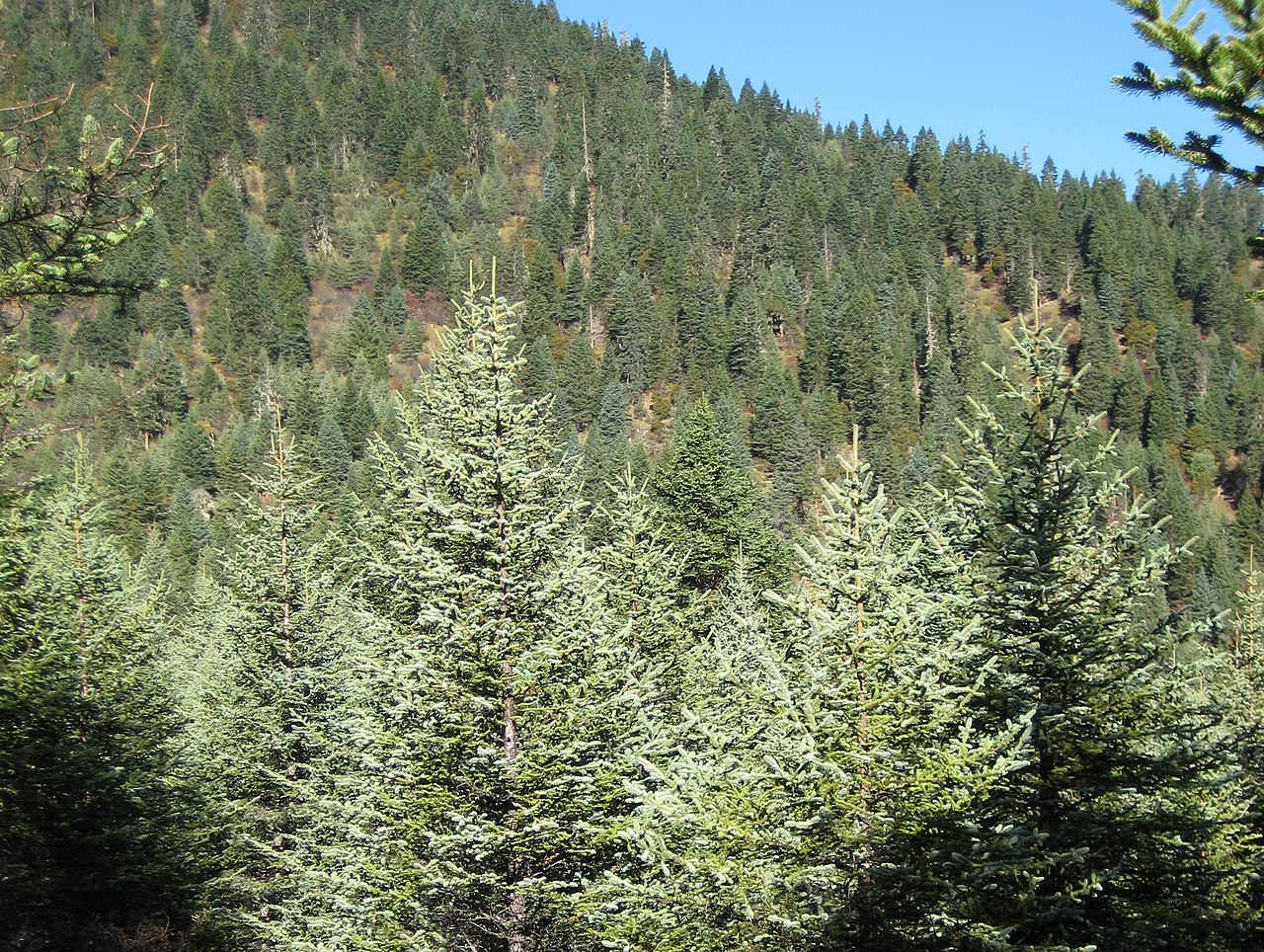 Picea asperata conífera china