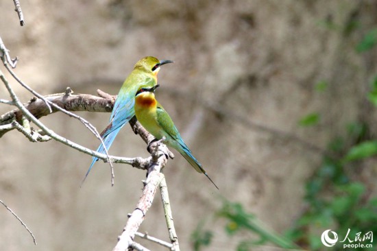 阳光下的栗喉蜂虎全身闪烁着金属般的光泽。人民网 陈博摄