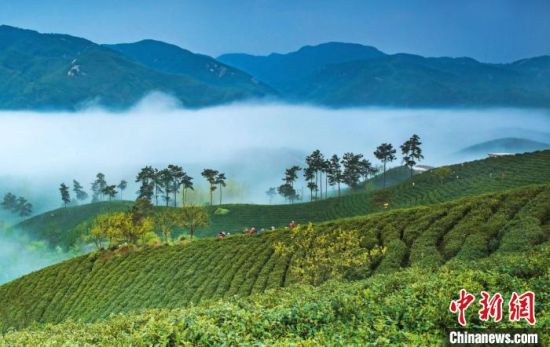 图为信阳市?负忧?枭椒绻狻Ｎ饷 摄