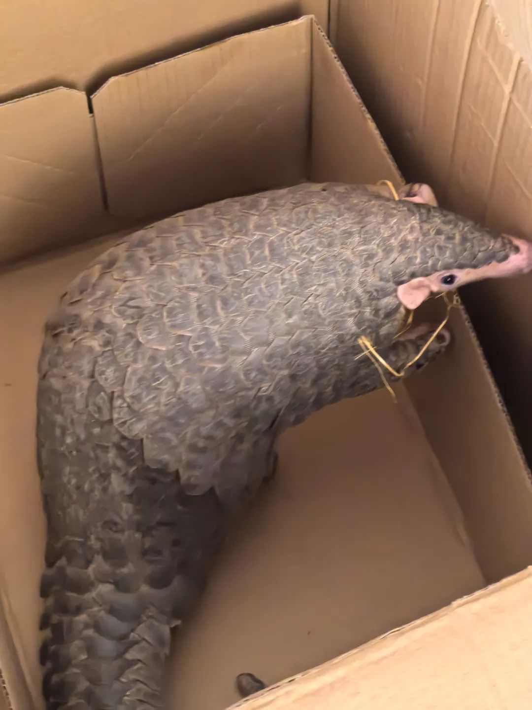 转发这条鲮鲤！货车司机救下的“胖宝宝”，是国家一级保护动物！