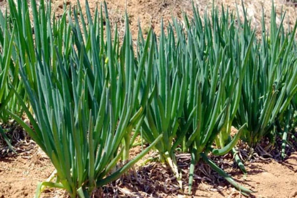 粮油作物的种类,常见水稻、小麦、油菜和花生等品种