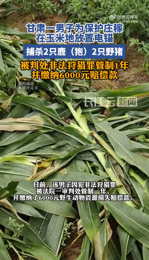 男子为保护庄稼在玉米地放置电锚