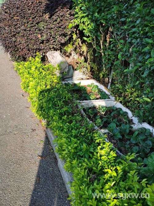 “私家菜园”乱象亟待解决(分离图)公共花(577754)-20201112091320