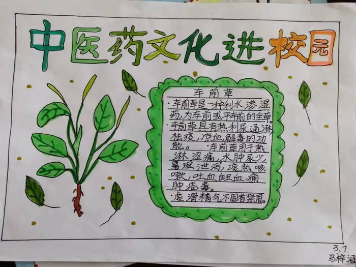中医药文化进校园主题的手抄报