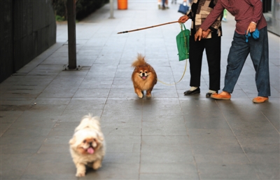 5月9日,慈云寺桥,两位遛狗的市民一个拴着狗绳,一个没拴狗绳。 新京报记者 薛? 摄