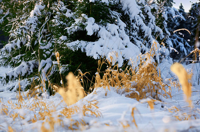 逆天人体彩绘将美女与自然融为一体 超强伪装考验你眼力