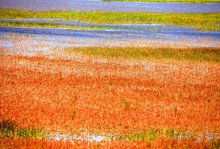 江苏省盐城市大丰中华麋鹿园景区