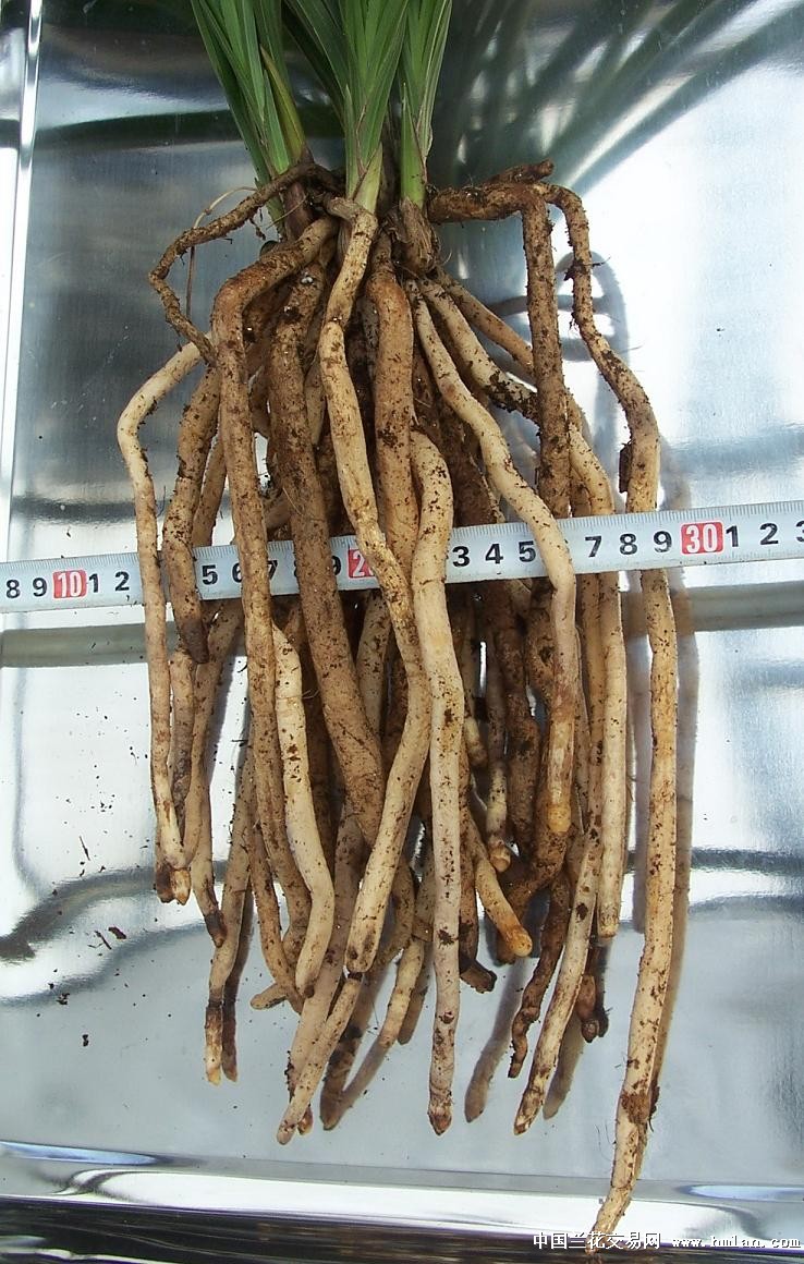 点击图片在新窗口浏览原图