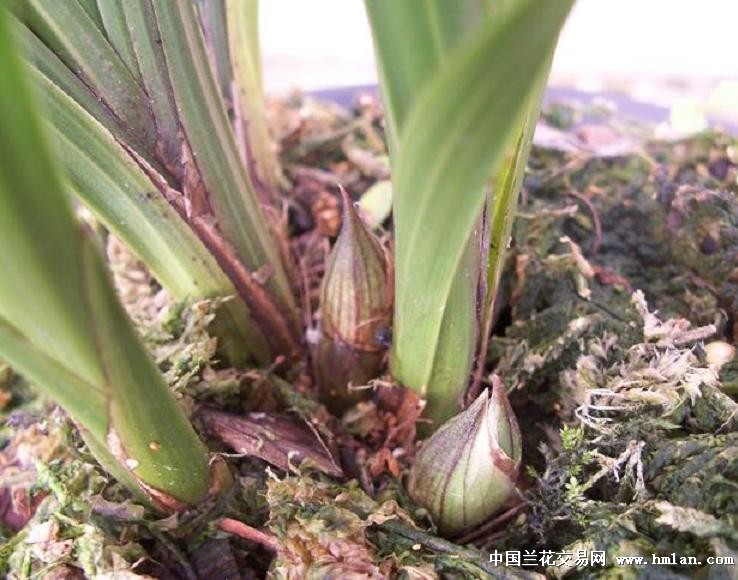 点击图片在新窗口浏览原图