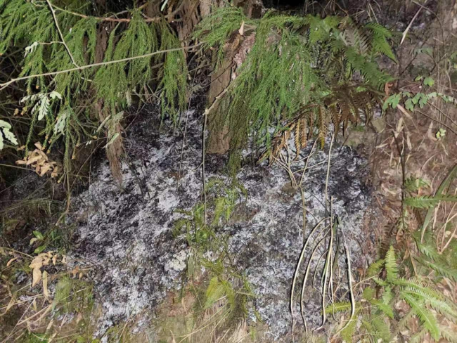 春节期间，男子祭祖时违规用火致山林失火被刑拘