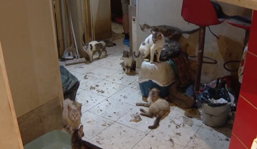 收养了159只猫却被判终生禁养：因为得了动物囤积症