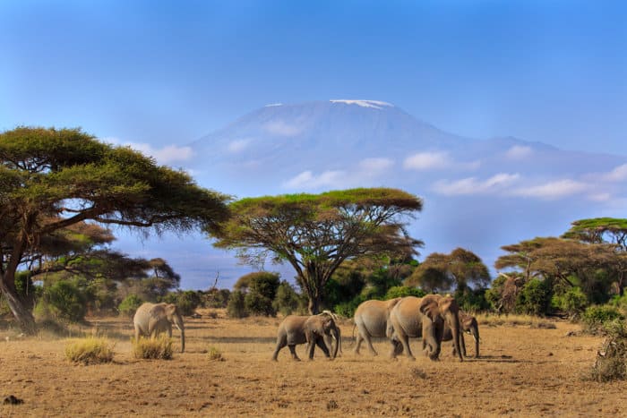 African elephants on the move, in Amboseli National Park, Kenya