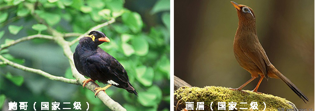 210425养鸟不可任性 (1).jpg