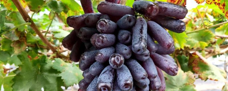 十种有前景的作物,种植树莓可连续多年挂果