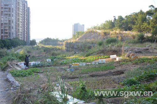 “私家菜园”乱象亟待解决(分离图)武江区(577758)-20201112091336
