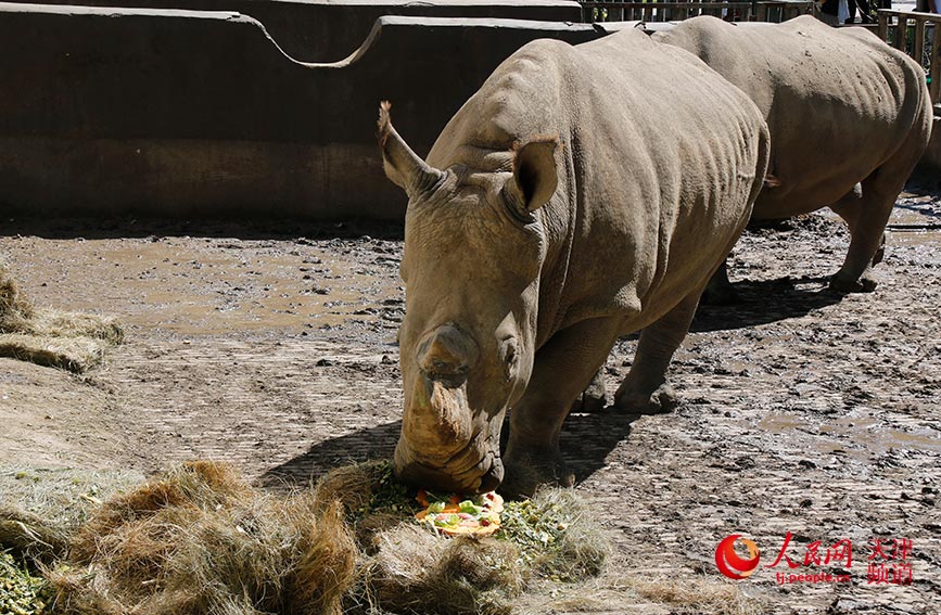 犀牛在品尝美味的“月饼”。人民网 唐心怡摄