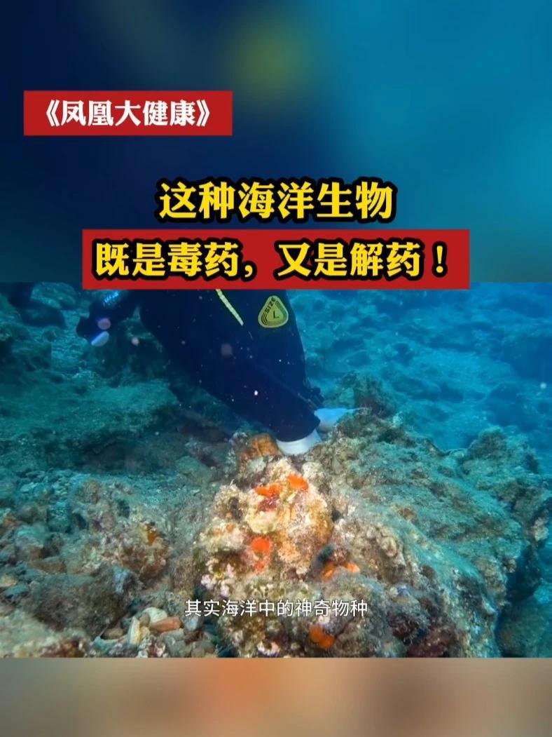 这种海洋生物，既是毒药，又是解药！#凤凰大健康  #毒药  #解药