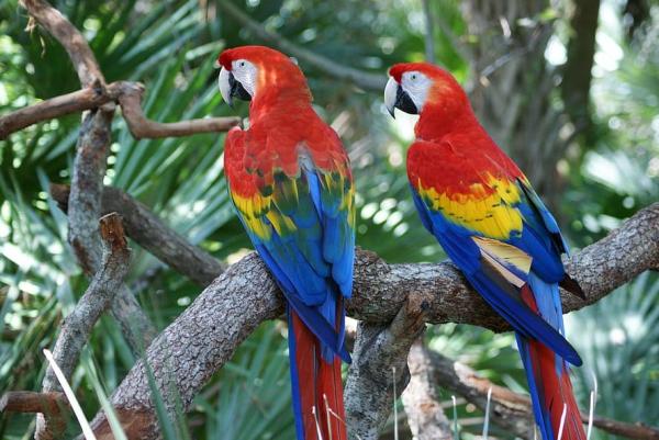 鸟类分类 - 根据鸟类栖息地进行分类