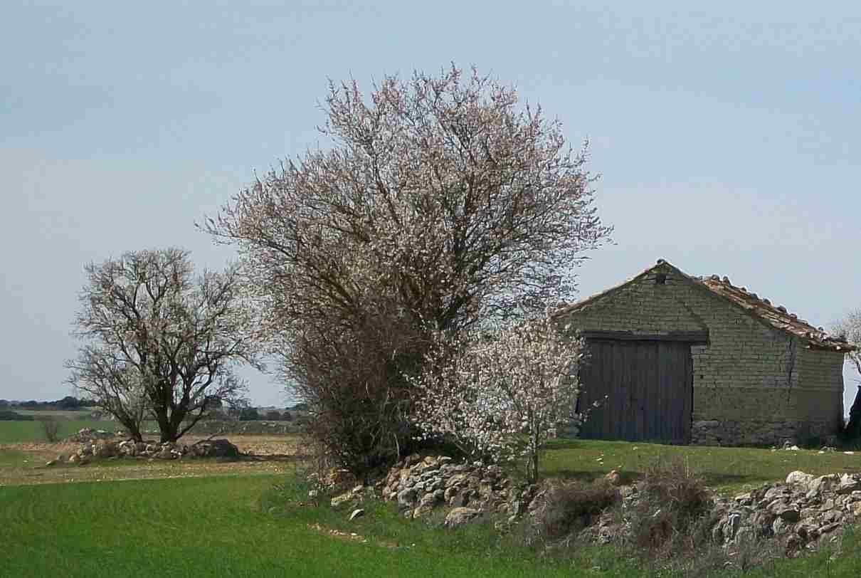 Tipos de plantas y ejemplos