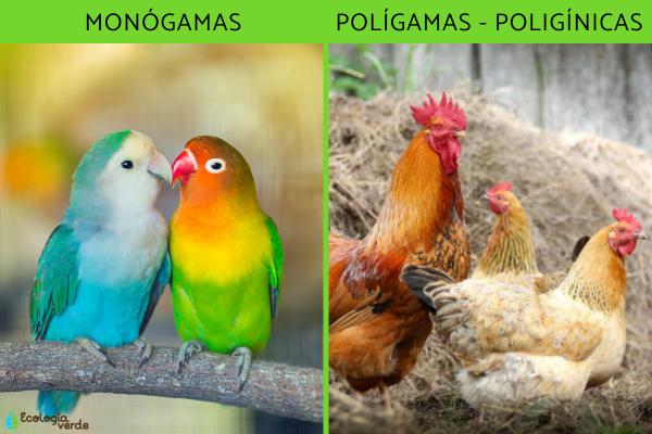 鸟类分类——根据鸟类与其他鸟类的关系进行分类