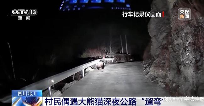 四川一村民深夜驾车遇大熊猫“遛弯”
