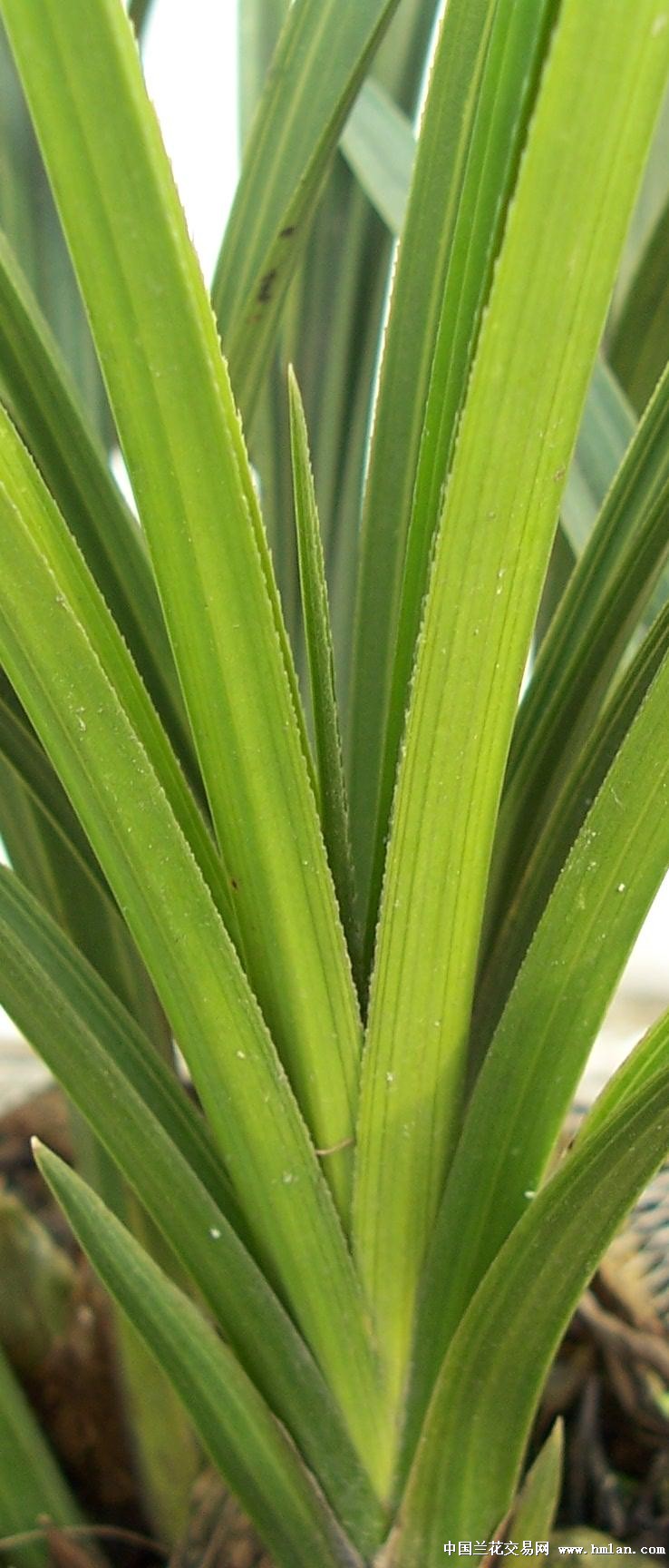 点击图片在新窗口浏览原图