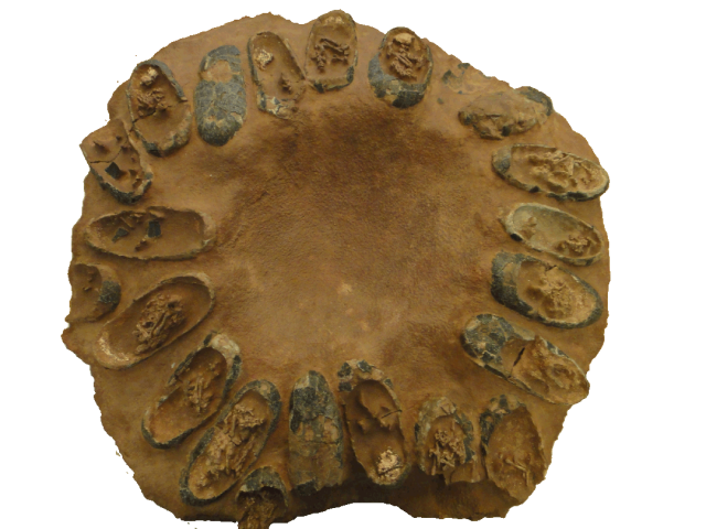 国家古生物化石专家委员会办公室