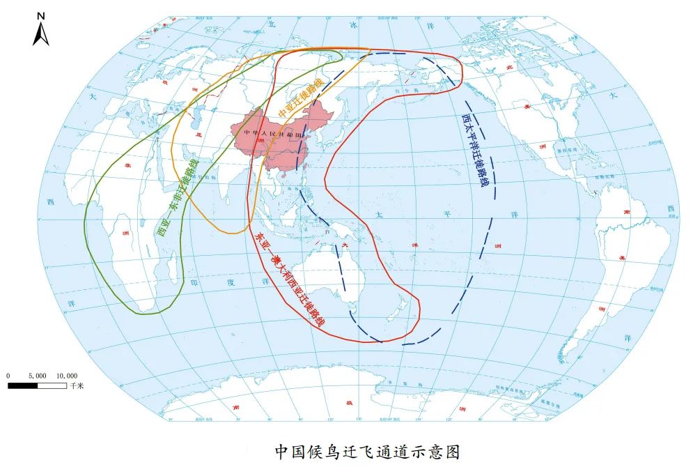 4条途径我国的候鸟迁徙路线图