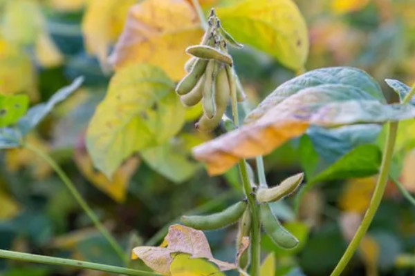 粮油作物的种类,常见水稻、小麦、油菜和花生等品种