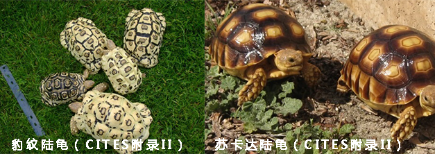 210425养鸟不可任性 (5).jpg