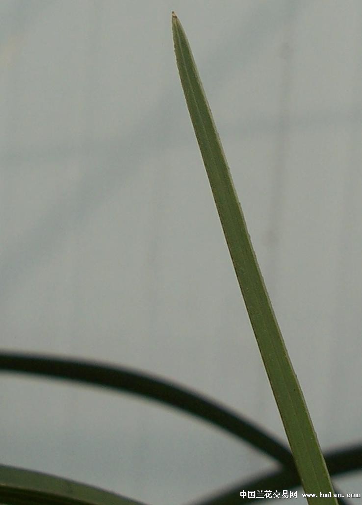 点击图片在新窗口浏览原图